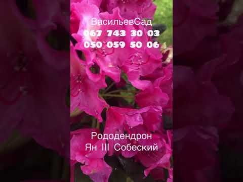 Рододендрон Ян 3 Собеський квітне / Рододендрон Ян 3 Собеский цветет