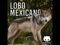 zoología básica- lobo gris mexicano