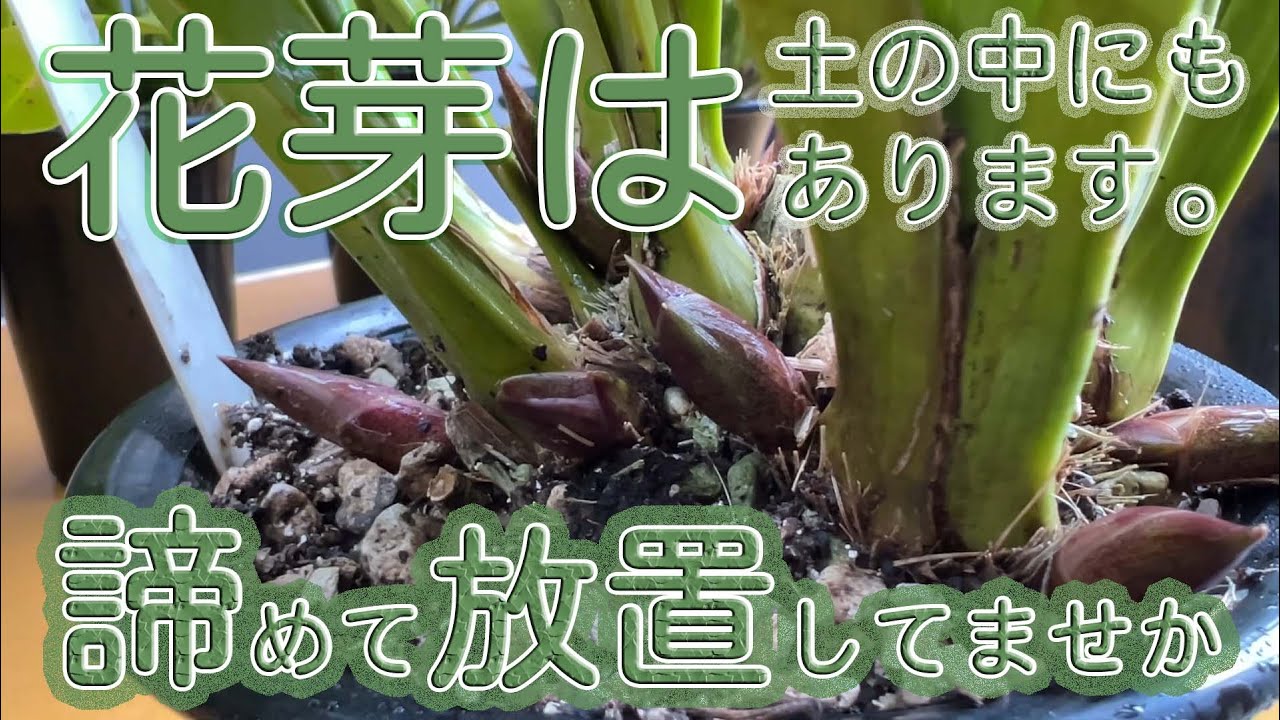 The flower buds of the goldenrod are also found in the soil. Have