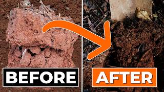 How to Build Healthy Soil Cheaply: The 4-Step Formula