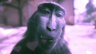 This Monkey Edit Will GUARENTEE INFINITE RIZZ (Rizz Monkey Edit)