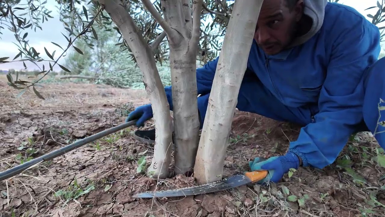 🔥 تقليم تكوين المنارة بعمر 4 سنوات… إنقاذ شجرة تعرضت لتقليم خاطئ! (الفرق واضح)