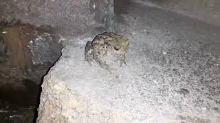 Cellar Frog