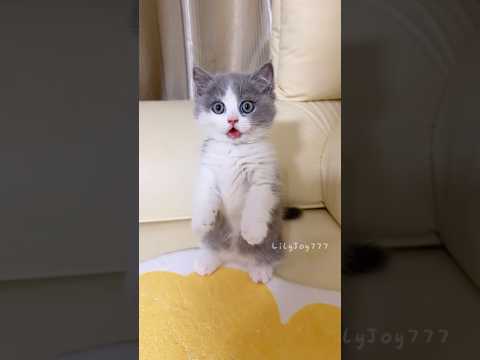 tiny kitten, maximum cutenessππ₯°πΎ #cat #kitten #cute #cats