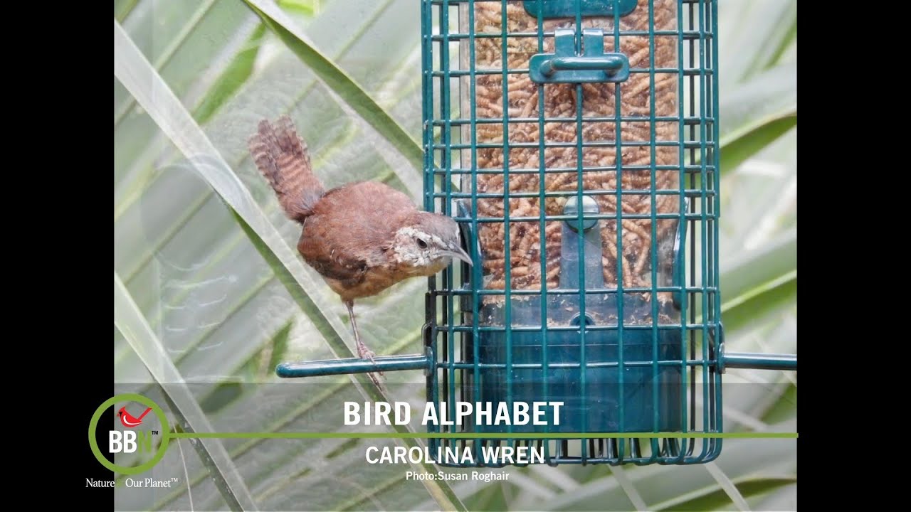 BBN S7:E13 - Visiting Cornell, Carolina Wrens, Removing Invasive Plants, Ivory-billed Woodpecker