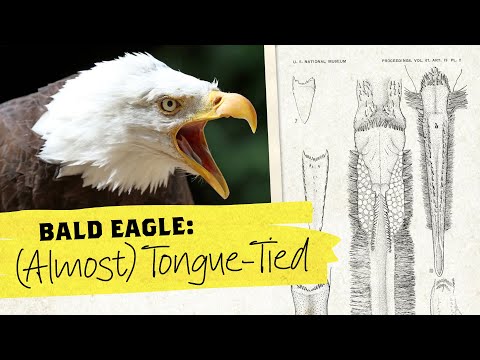 Travel Journal | Bald Eagle: Unveiling the Ingenious Design of an Eagle's Tongue