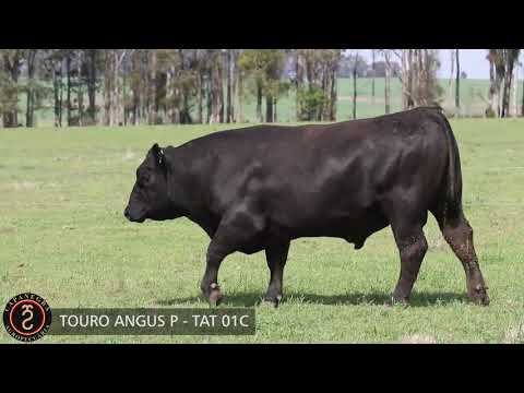 LOTE 05 - TOURO ANGUS P   TAT 01C