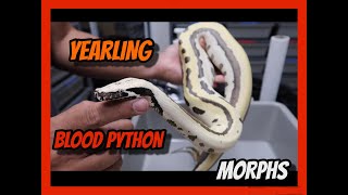 Huge update on our 2023 Holdback Blood Python morphs!