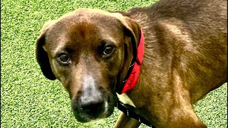 Dahlia - A722324