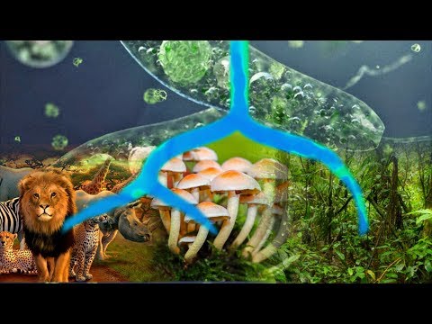 Wideo: Czy rośliny wyewoluowały z grzybów?