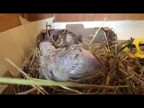 Caille réformée qui fait son nid