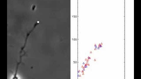 Time-lapse movie of embryonic cortical neuron growing on glass