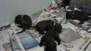 Ruby Pups 27Th July .Wmv