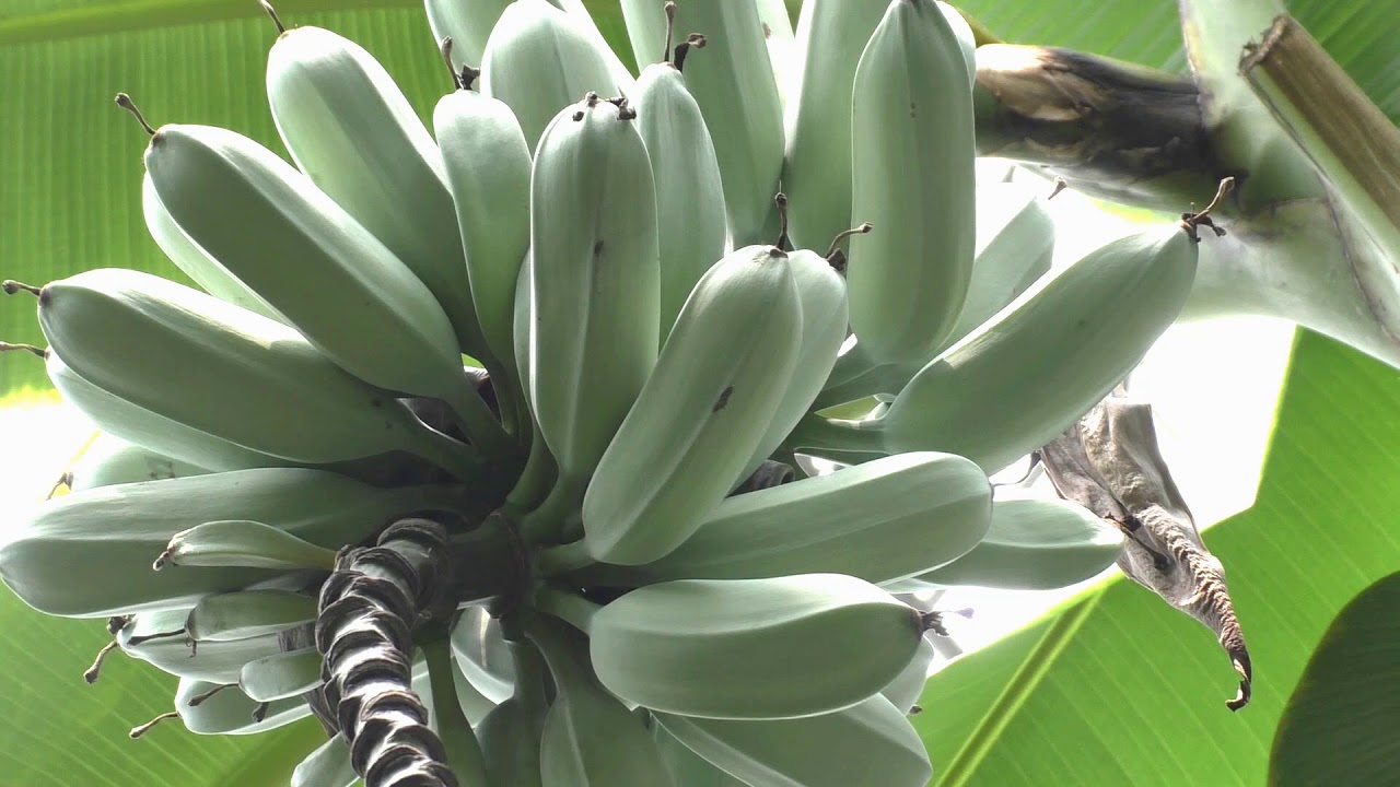 バナナ 実芭蕉 Banana Youtube