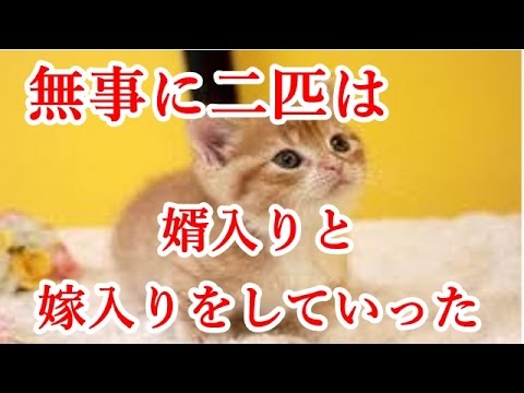 【馴れ初め】捨て猫を拾ったので買い主を募集したら嫁がやってきた【いい話】