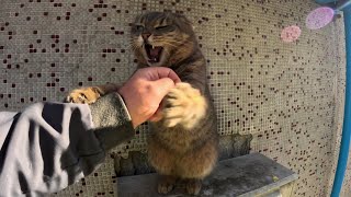 Sensitive cat doesn’t like another cat smell on me and attacks by Stray Paws of Istanbul 1,315 views 2 months ago 2 minutes, 9 seconds