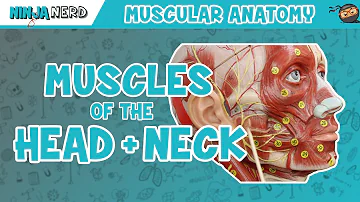 Muscles of the Head & Neck | Anatomy Model