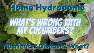What's Wrong With My Cucumbers? - Home Hydroponics