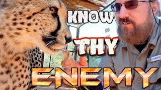Gabriel Eats The Essence Of His Nemesis | How Scent Enrichment Benefits Cheetahs & Breeding