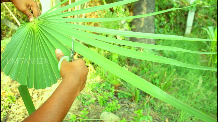 Hand fan using palm leaf || How is it made