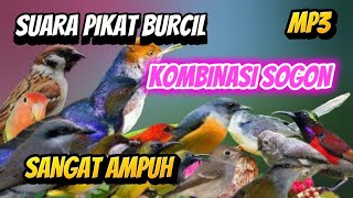 Download Lagu PIKAT BURCIL KOMBINASI SOGON RIBUT DAN KONIN RIBUT MP3 ANTI ZONK SUARA JERNIH MP3 Download Lagu PIKAT BURCIL KOMBINASI SOGON RIBUT DAN KONIN RIBUT MP3 ANTI ZONK SUARA JERNIH MP3