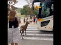 鹿さんバスにひかれそうになる 奈良公園鹿 #deerpark #奈良公園 #japantravel #naradeer #cute #deer