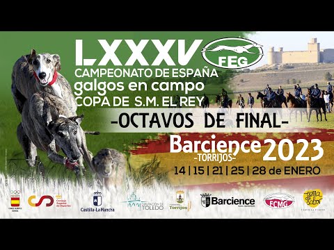 SEGUNDO DIA  DE  OCTAVOS  DE FINAL     " LXXXV CTO DE ESPAÑA DE GALGOS EN CAMPO  "