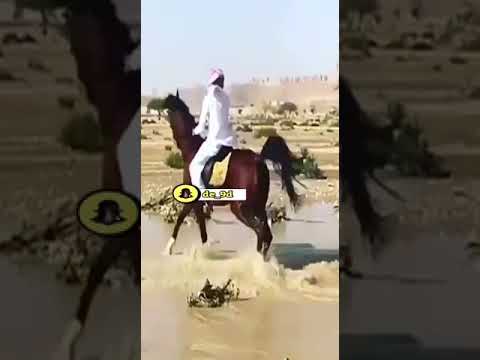 أنا امس العصر سقت القدم حزت أمسيان 