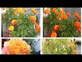 Winter flowers 🌺🌻🌹🌷in kitchen garden🏡|Best way to grow &amp; care flowers in winter season