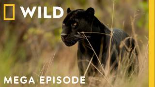 Exploring Big Cats Around The Globe  Mega Episode