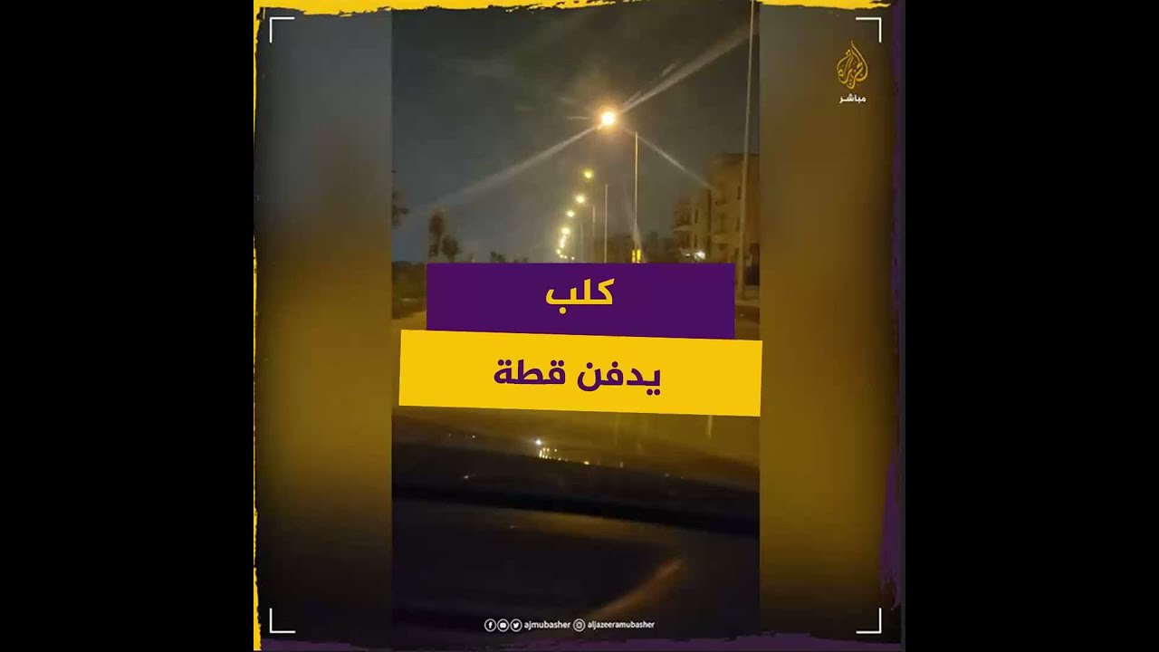 مؤثر.. كلب يحاول إنعاش قطة😥