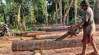 Professional Chainsaw Operator Shows Amazing Precision