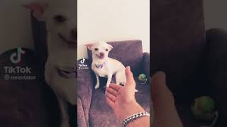 Si Le Dices A Ming Gigante Eres Cringe