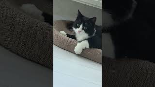 #cats #catvideos #cute #funny #kitten #tom #viral #pets #animals #shortvideo