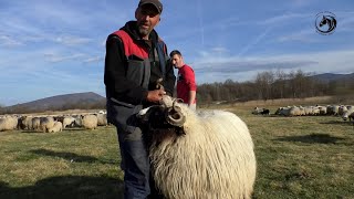 VLAŠIĆKOM ČOBANU ZIKI VUKOVI 8. OVACA UDAVILI NA PLANINI