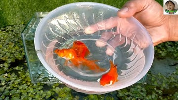 Cá Cảnh Tổng Hợp Nhiều Loại Cá Và Động Vật Dễ Thương Aquarium Fish And Cute Animals#pet #aquarium