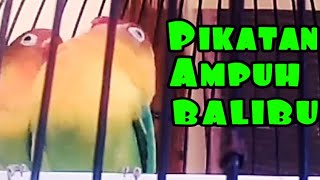 PIKATAN AMPUH untuk LOVEBIRD BALIBU cepat gacor Ngekek ekek ekek ekek