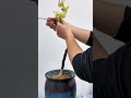 bougainvillea .pruning ,aluminum wire bougainvillea #pruning #aluminum wire #shorts #short