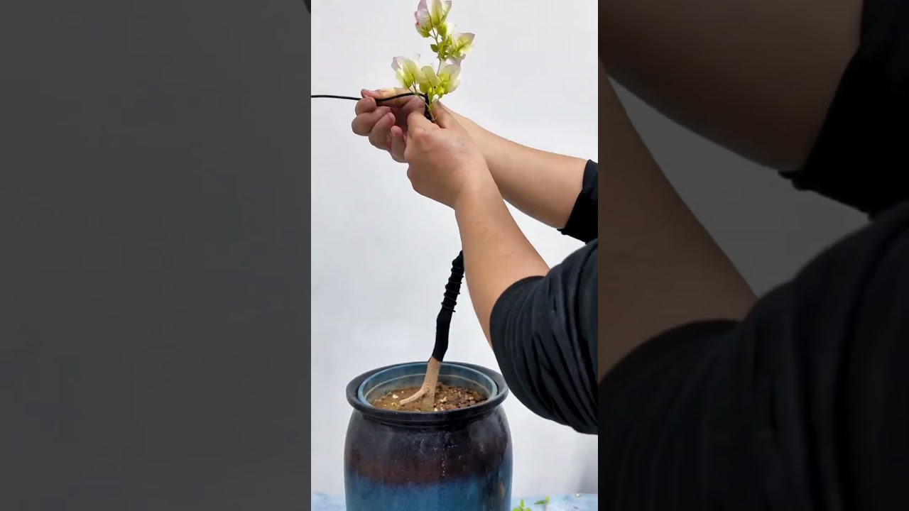 bougainvillea .pruning ,aluminum wire bougainvillea #pruning #aluminum wire #shorts #short