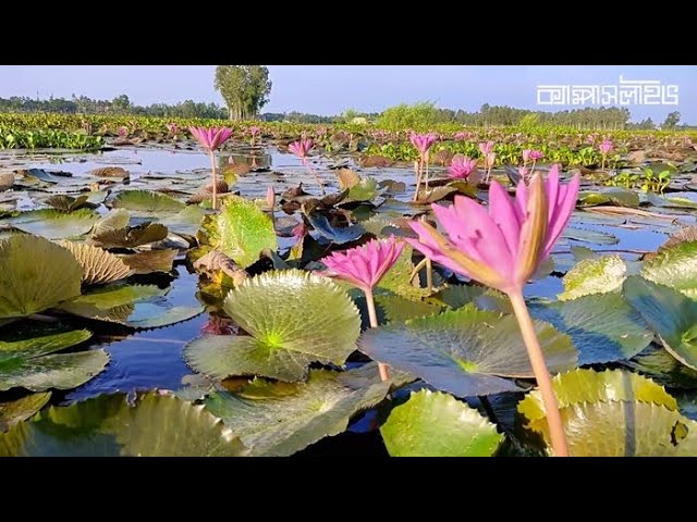 Katta eshakli joja bilan jinsiy aloqa