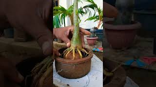 adenium bonsai care😯/desert rose bonsai plant🌺🌼root training/sri lanka/2023/bonsai repotting/#shorts screenshot 2