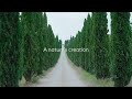 WOW - Statuario Carrara | Stonex India