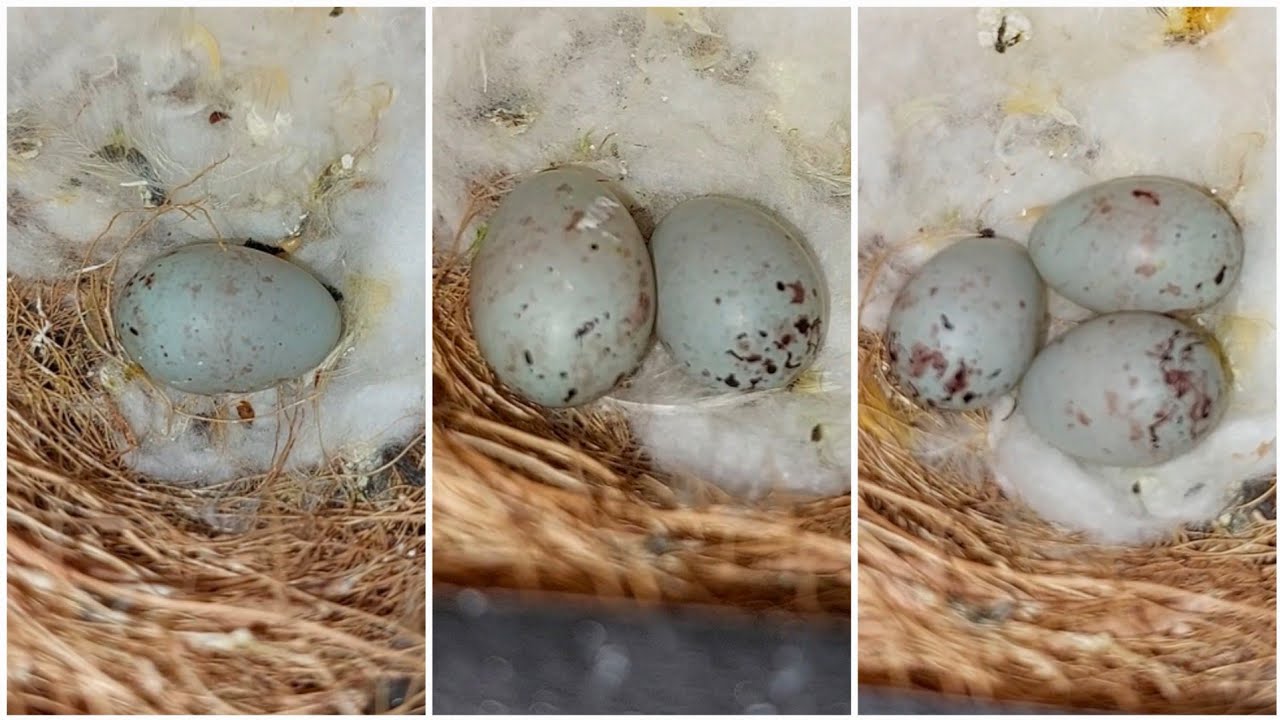 Proses Menjodohkan Kenari Sampai Bertelur