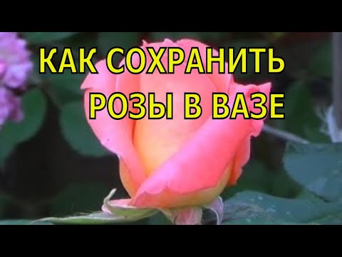 Как сохранить розы в вазе дольше.