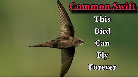 Een gewone gierzwaluw die nooit landt! Hoe gierzwaluwen zo lang kunnen vliegen! Wildlife Documentary