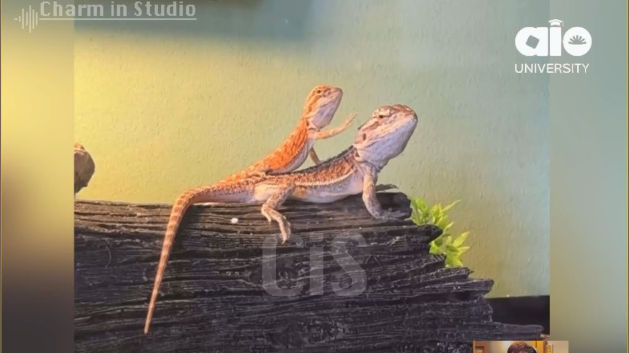 ဆြာပုတ်