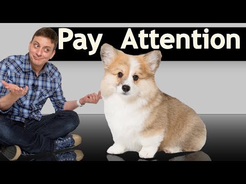 how-to-teach-your-puppy-to-instantly-sit-still-and-pay-attention