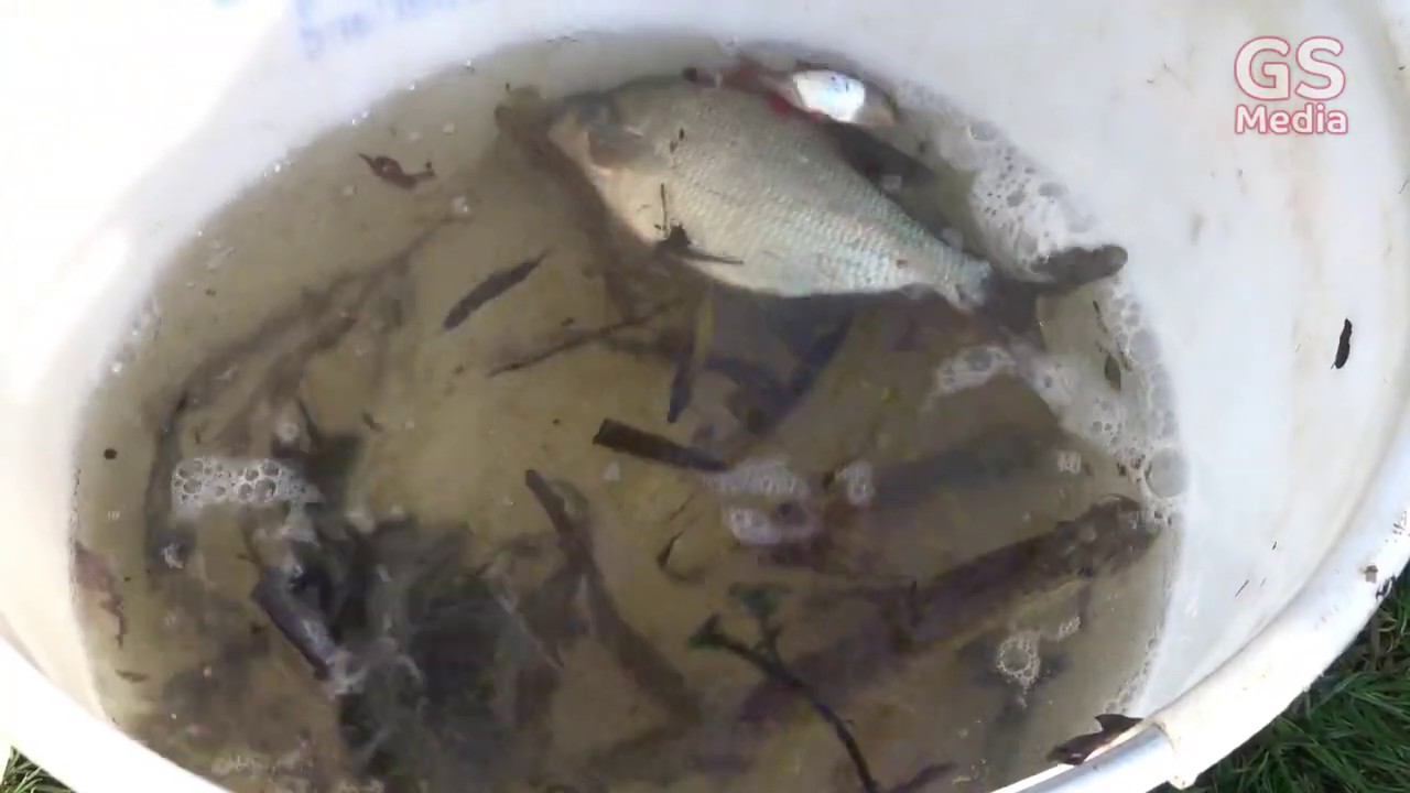 Sportvisserij onderzoekt visstand in Baalder