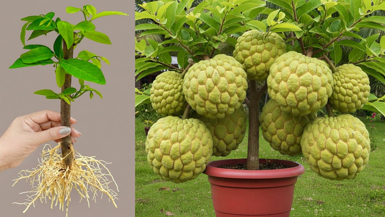How to propagate sweetsop tree from cutting faster with Aloe Vera: how to growing sweetsop tree
