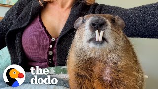 Wild Groundhog Thinks She’s A Toddler | The Dodo